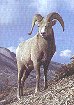 Big Horn Sheep image: